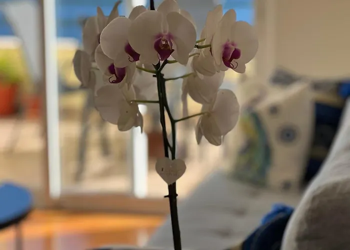 Vebella Ocean View Appartamento *