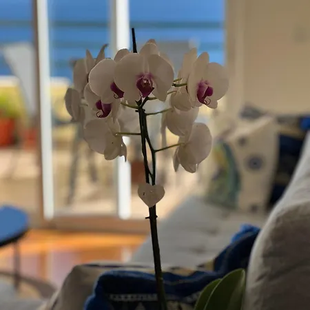 Vebella Ocean View Apartment *